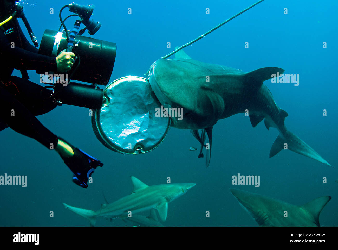 i'm hungry! Tiger shark, Aliwal Shoal, South Africa Stock Photo
