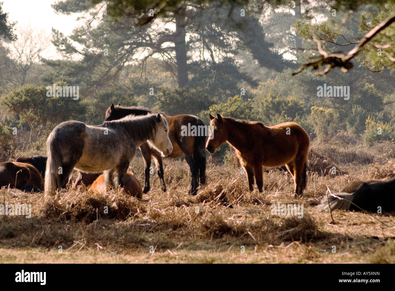 New Forest Ponies Stock Photo