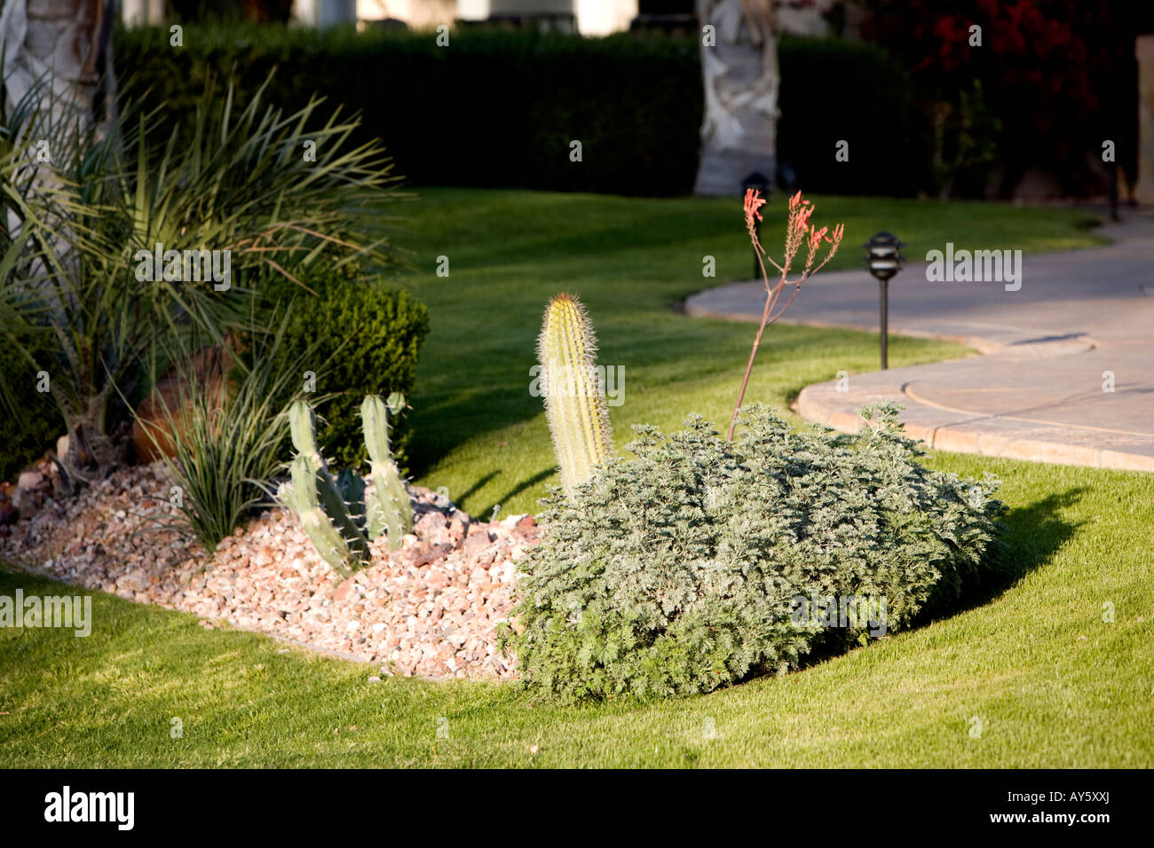 Cactus Flower Bed Stock Photo Alamy