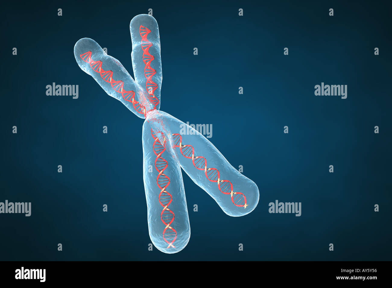 Chromosome hi-res stock photography and images - Alamy