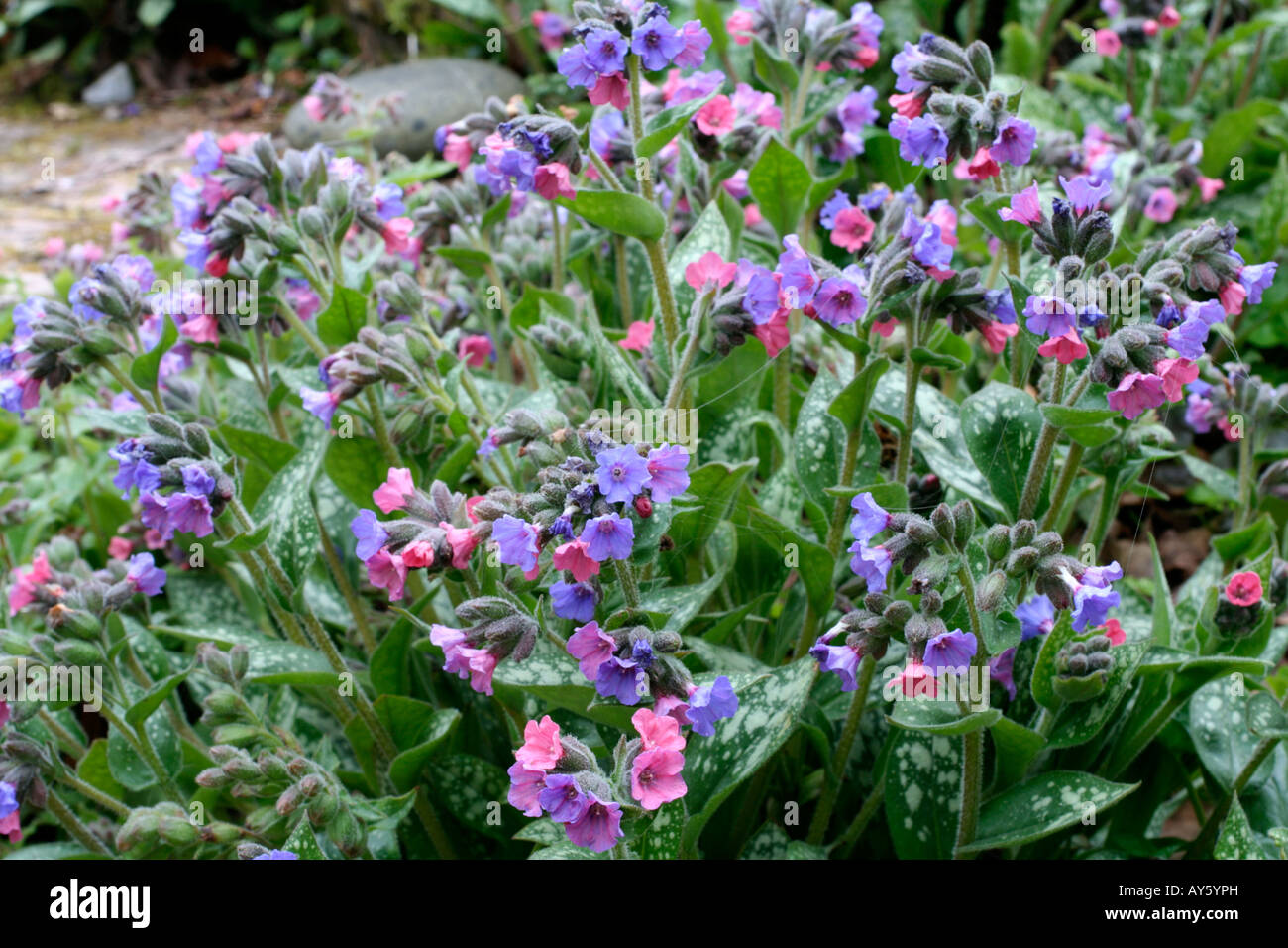 SEEDLING LUNGWORTS PULMONARIA CAN BE USEFUL ADDITIONS TO SPRING GARDEN COLOUR Stock Photo