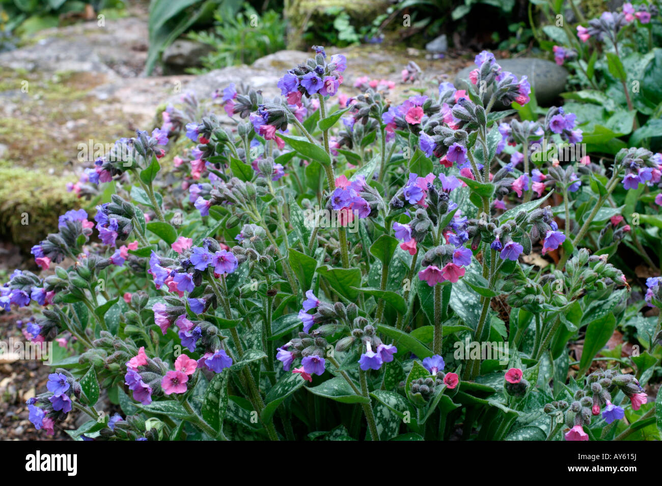 SEEDLING LUNGWORTS PULMONARIA CAN BE USEFUL ADDITIONS TO SPRING GARDEN COLOUR Stock Photo