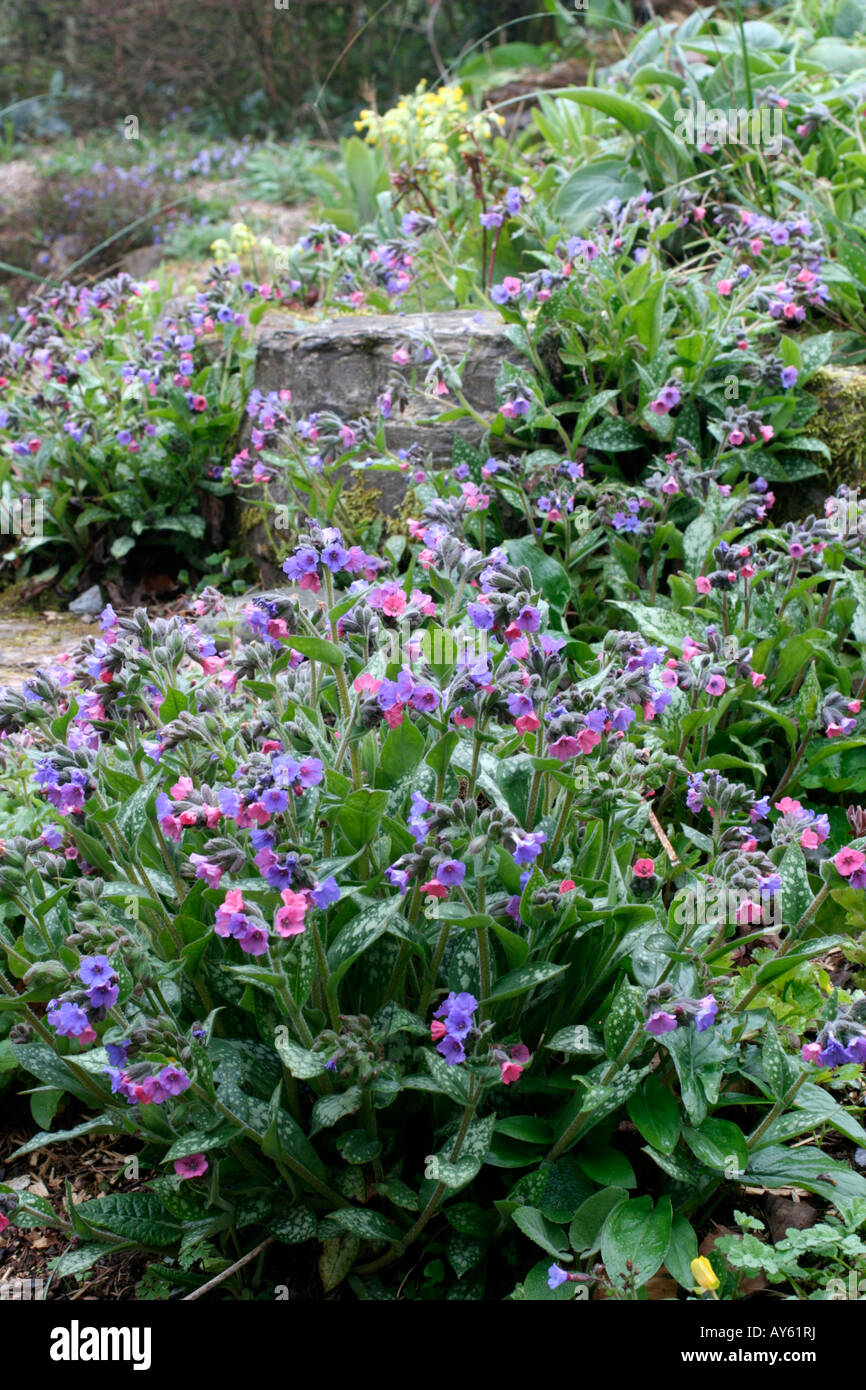 SEEDLING LUNGWORTS PULMONARIA CAN BE USEFUL ADDITIONS TO SPRING GARDEN COLOUR Stock Photo