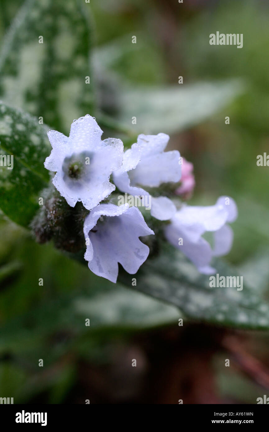 PULMONARIA OFFICINALIS OPAL Stock Photo