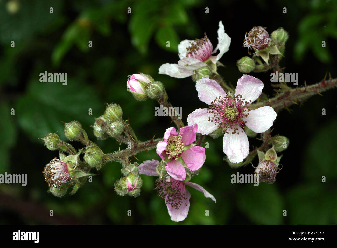 Blackberry flowers on the Oregon coast Stock Photo