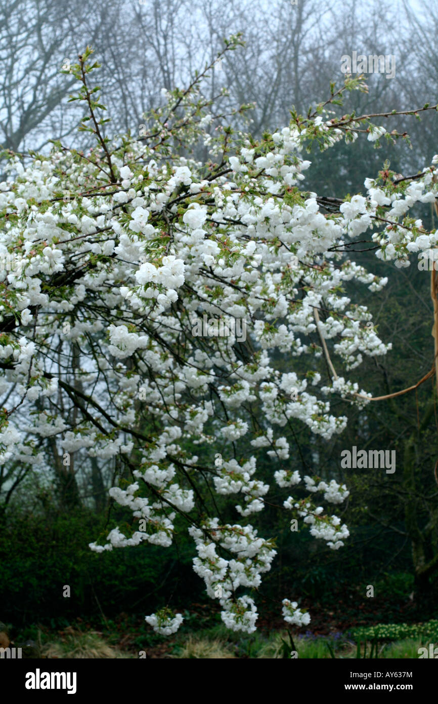 Prunus Shirotae High Resolution Stock Photography And Images Alamy