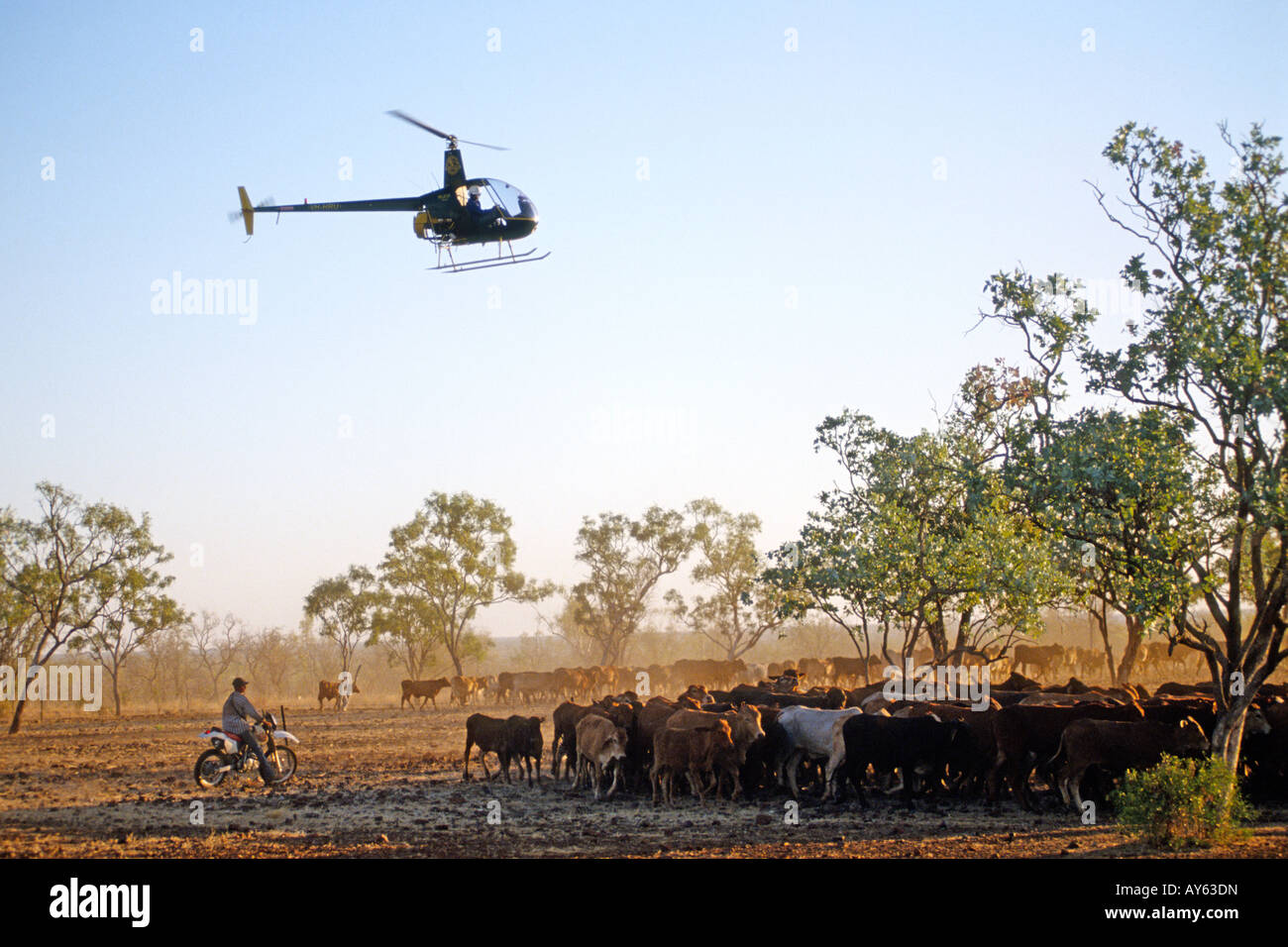 Australia cattle helicopter hires stock photography and images Alamy