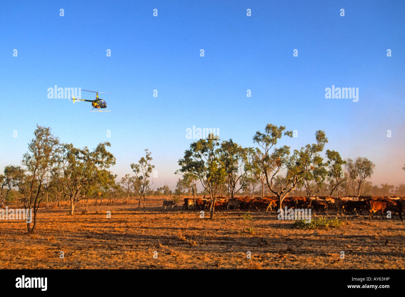 Northern Territory Australia Mustering cattle with a helicopter horses and motor bikes Stock Photo