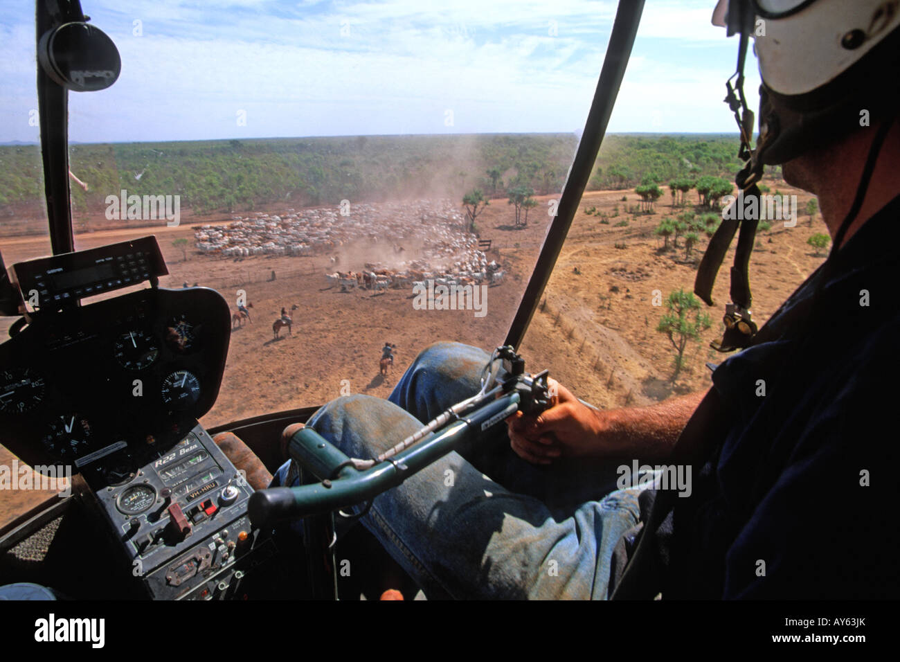 Northern Territory Australia Mustering cattle with a helicopter horses