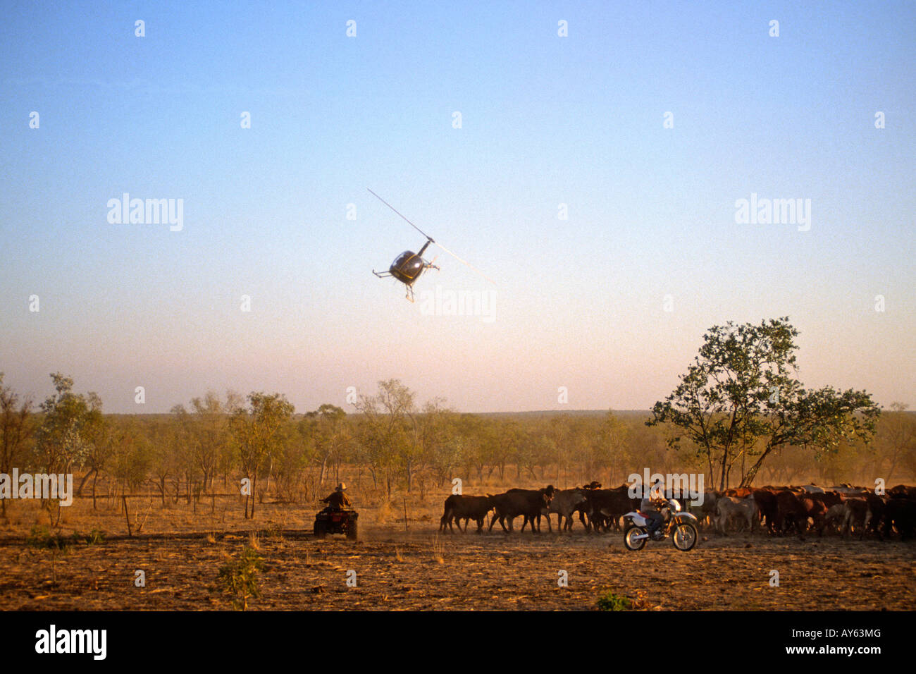 Northern Territory Australia Mustering cattle with a helicopter horses and motor bikes Stock Photo