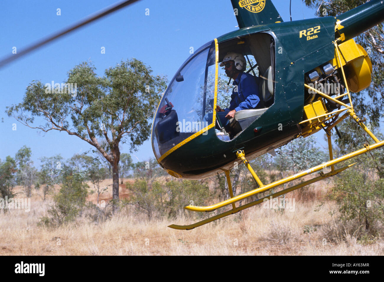 Northern Territory Australia Mustering cattle with a helicopter Stock