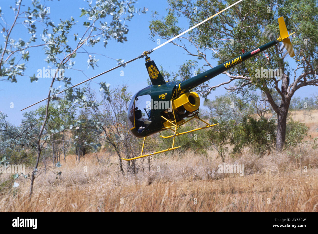 Northern Territory Australia Mustering cattle with a helicopter horses