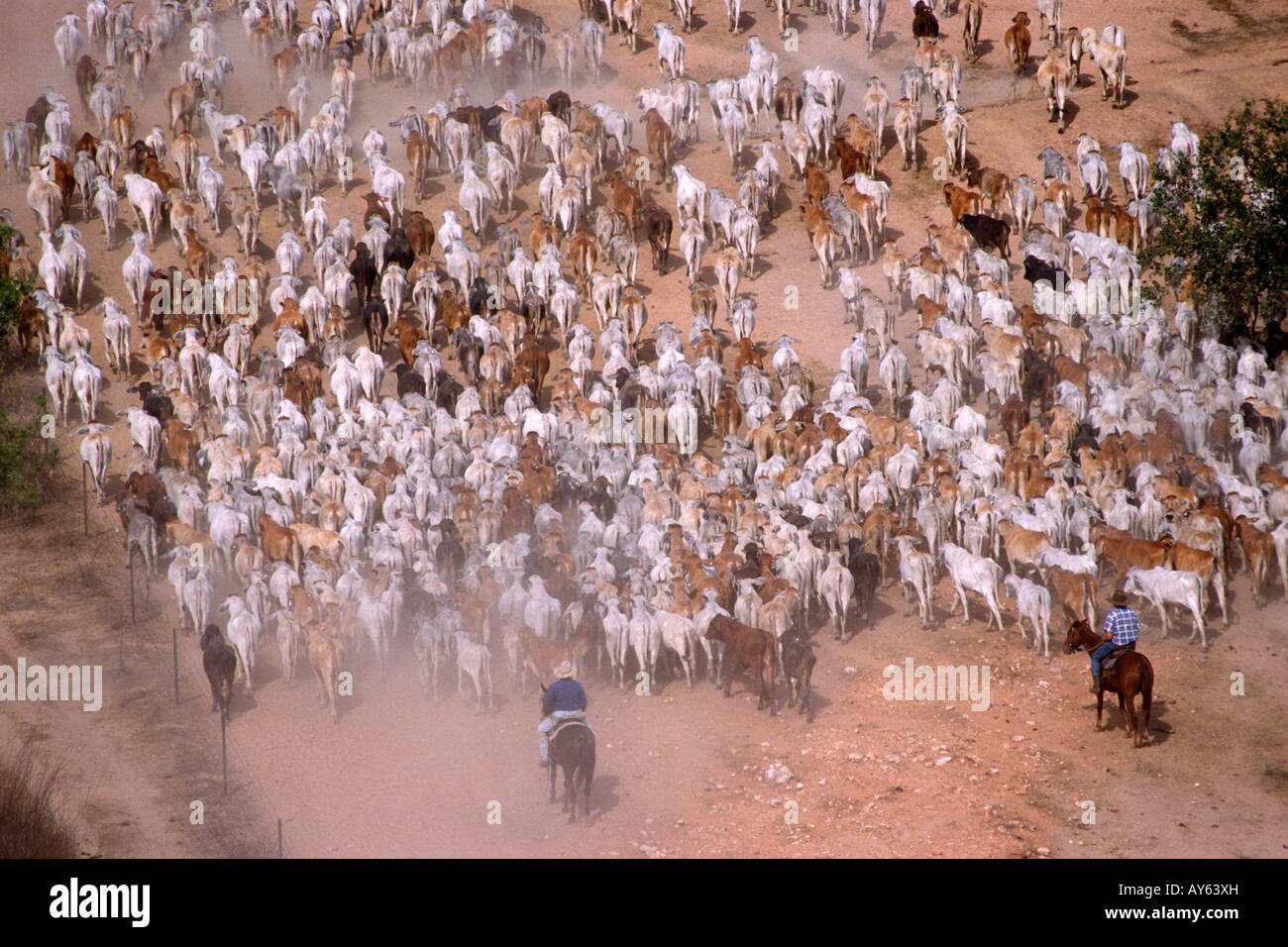 Northern Territory Australia Mustering cattle with a helicopter horses and motor bikes Stock Photo