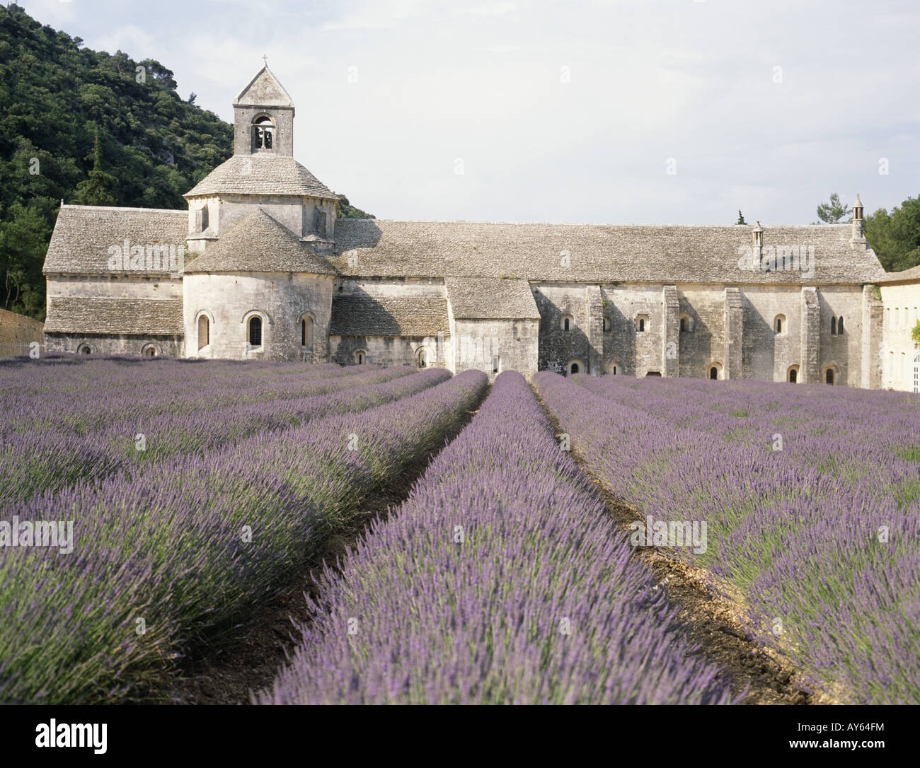 Senanque Abbey Historical church building and religious institution Round Tower Grey stone Rows of lavendar plants in flower Stock Photo
