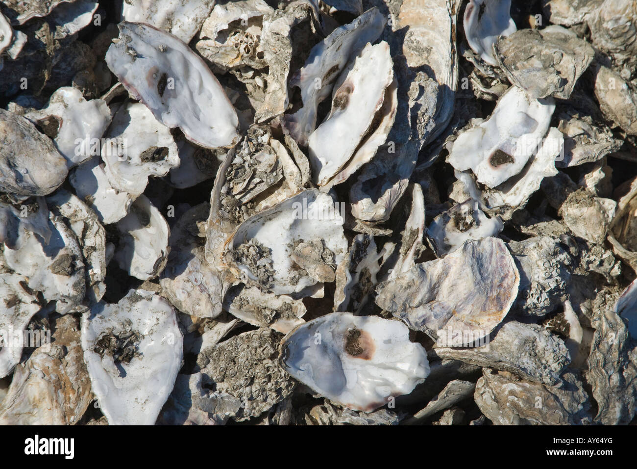 Oyster Shells. Stock Photo