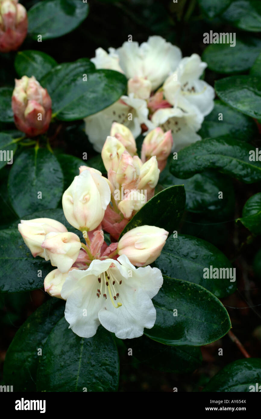 weihnachtsstern kaufen pflanze Euphorbia pulcherrima christmas feelings (rot) (Weihnachtsstern) kaufen? |  Stella main image 1