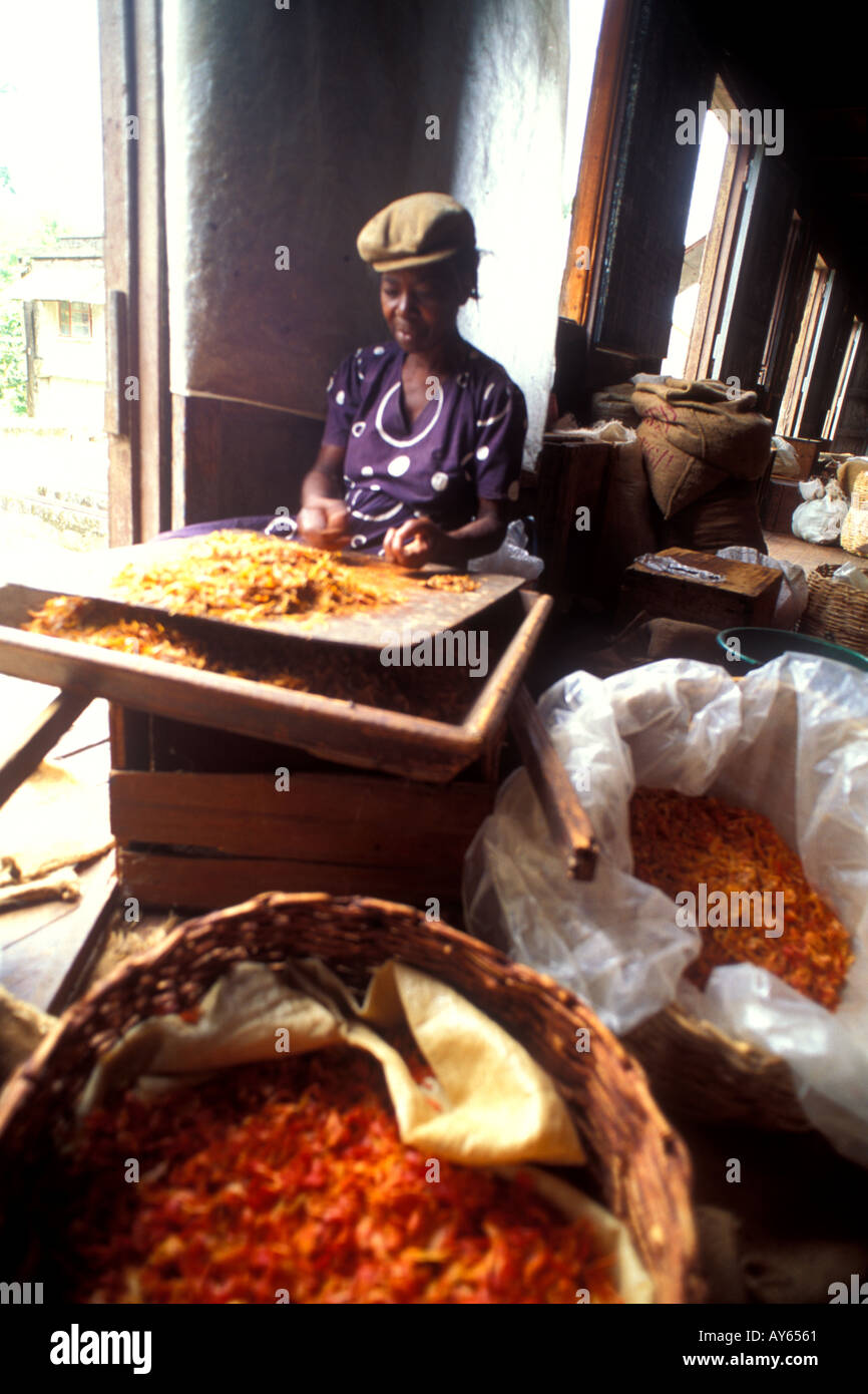 Woman separating tropical spices Grenada Caribbean Stock Photo