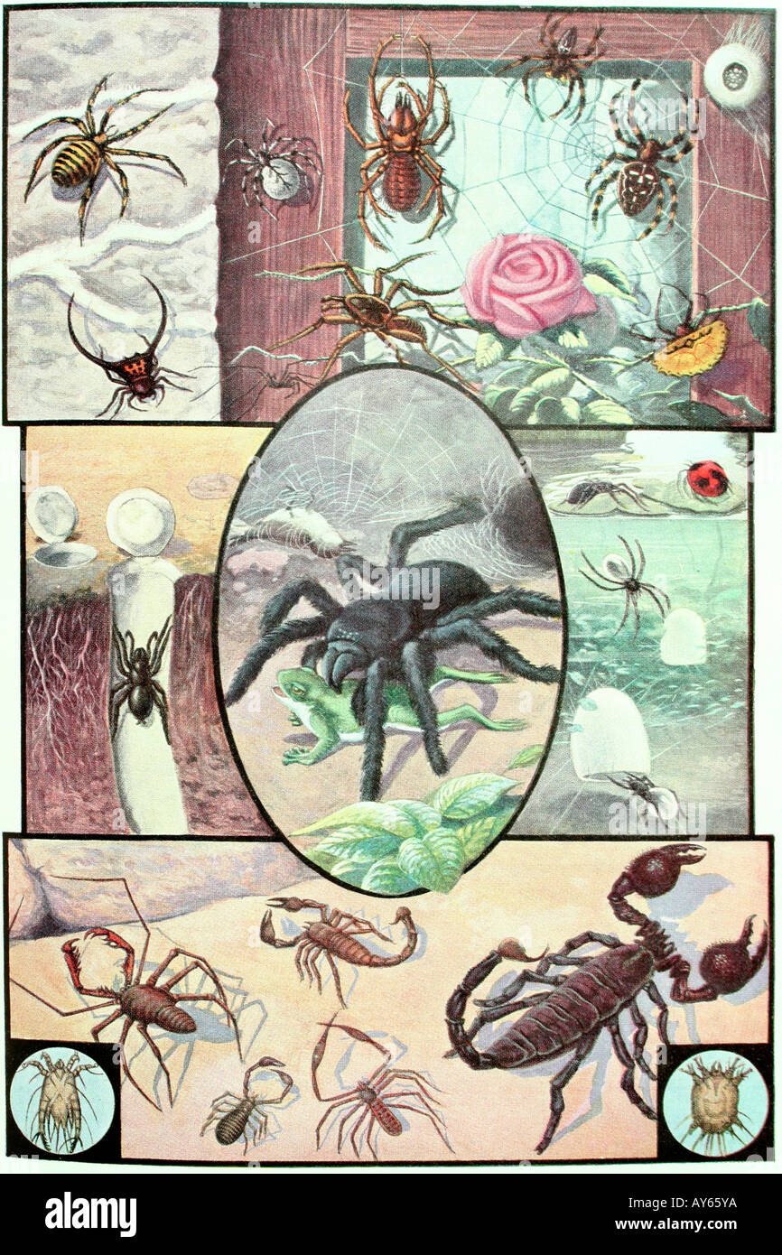 Assorted spiders and scorpions. Antique illustration. 1928 Stock Photo
