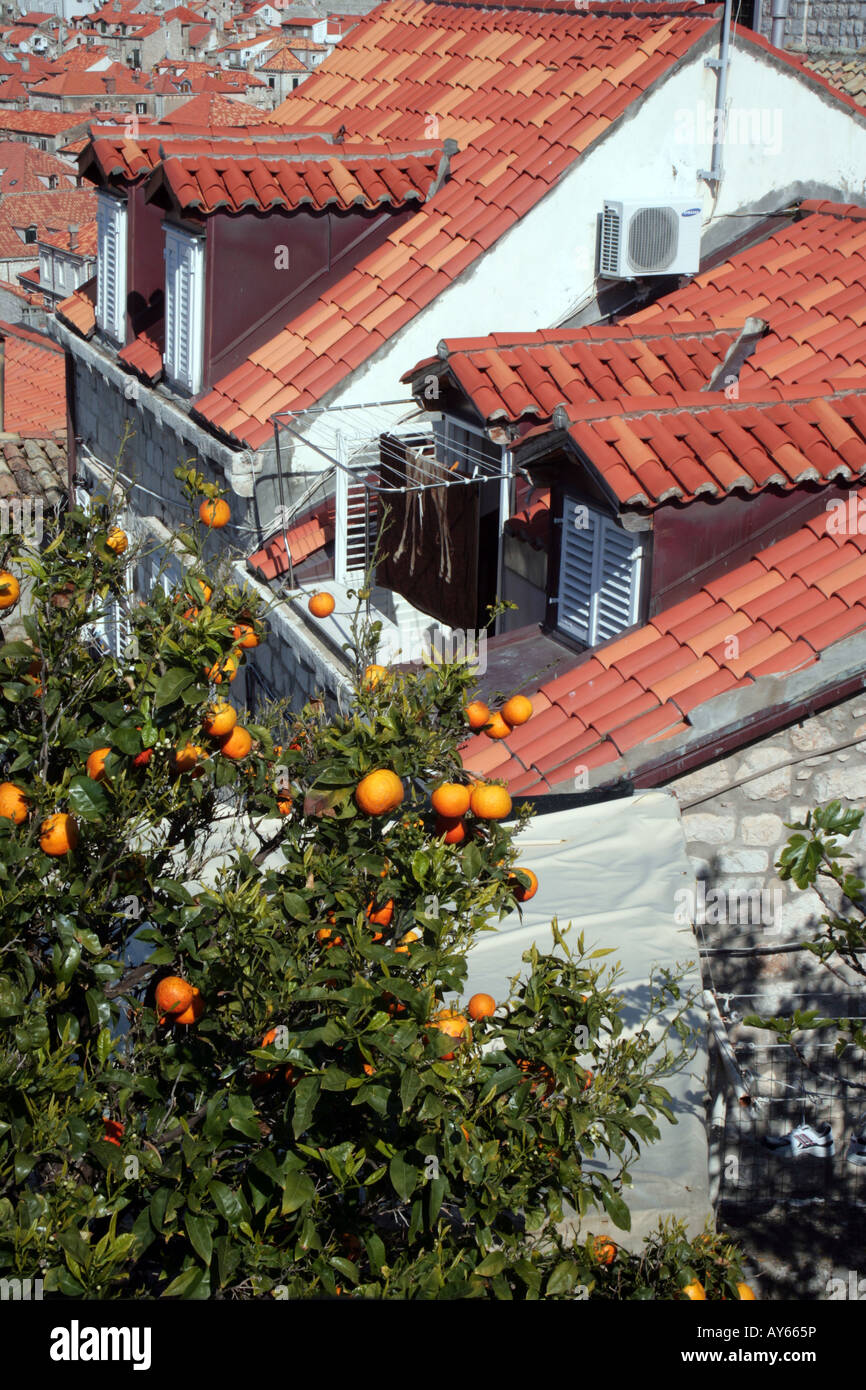 Orange tree growing in Dubrovnik Old Town Stock Photo