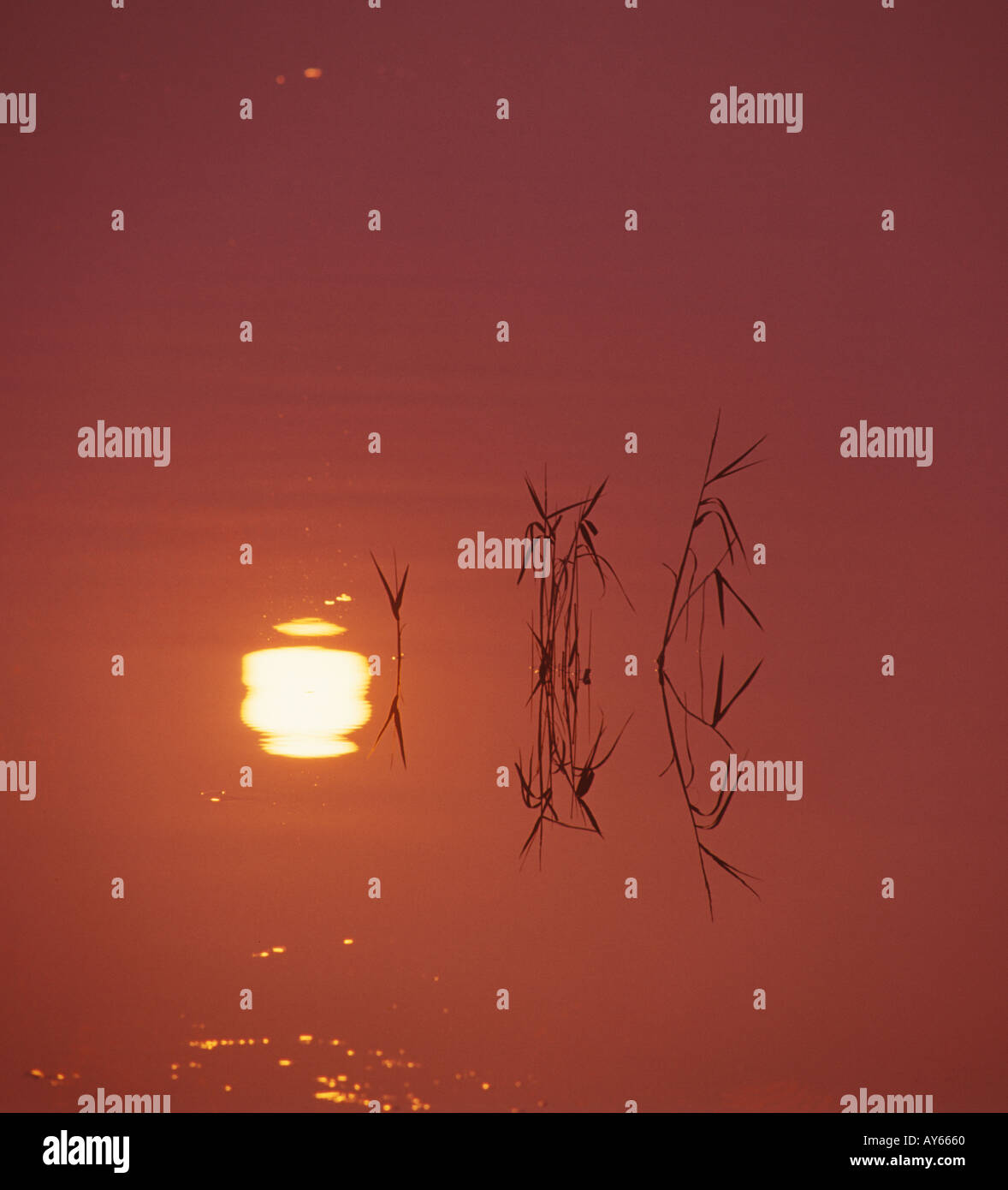 sunset reflected in calm water plants Stock Photo