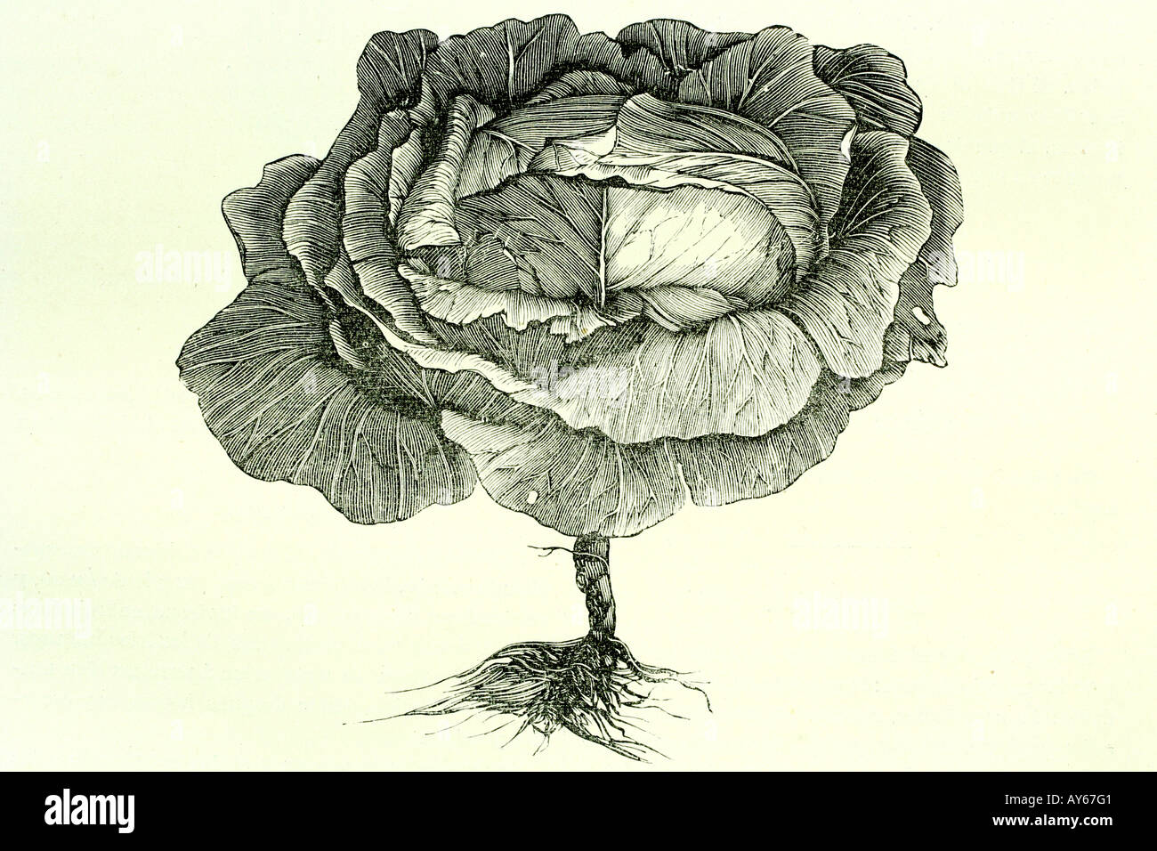Cabbage. Antique illustration. 1890 Stock Photo