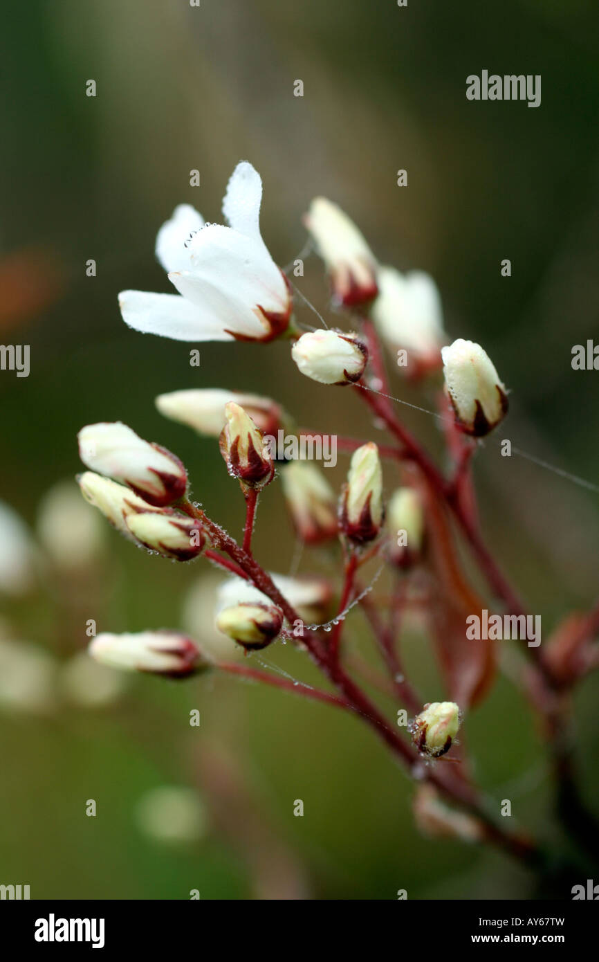 AMELANCHIER CANADENSIS EARLY APRIL Stock Photo