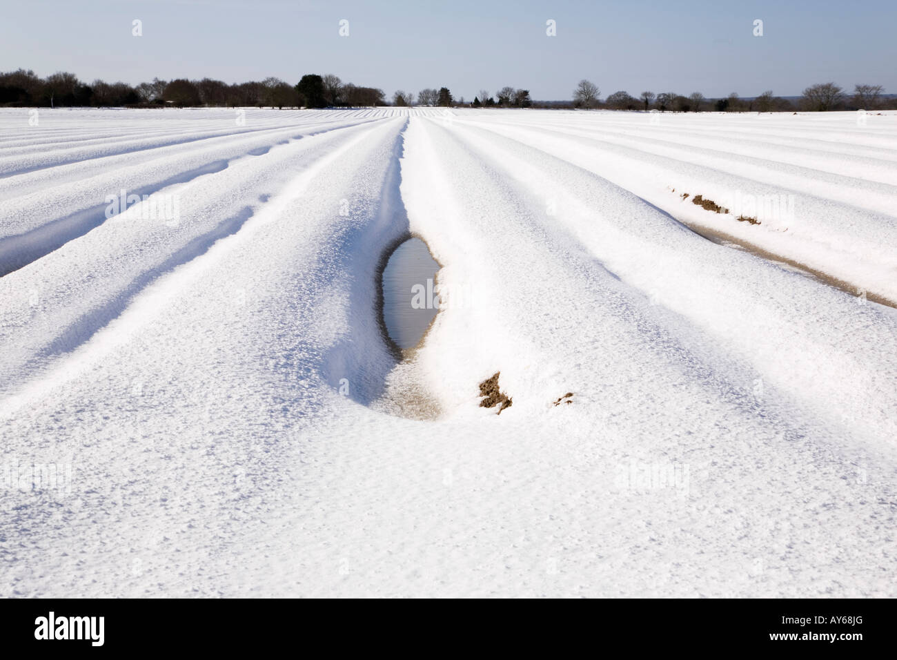A snow covered field of potatoe baulks in early Spring in Norfolk England Stock Photo