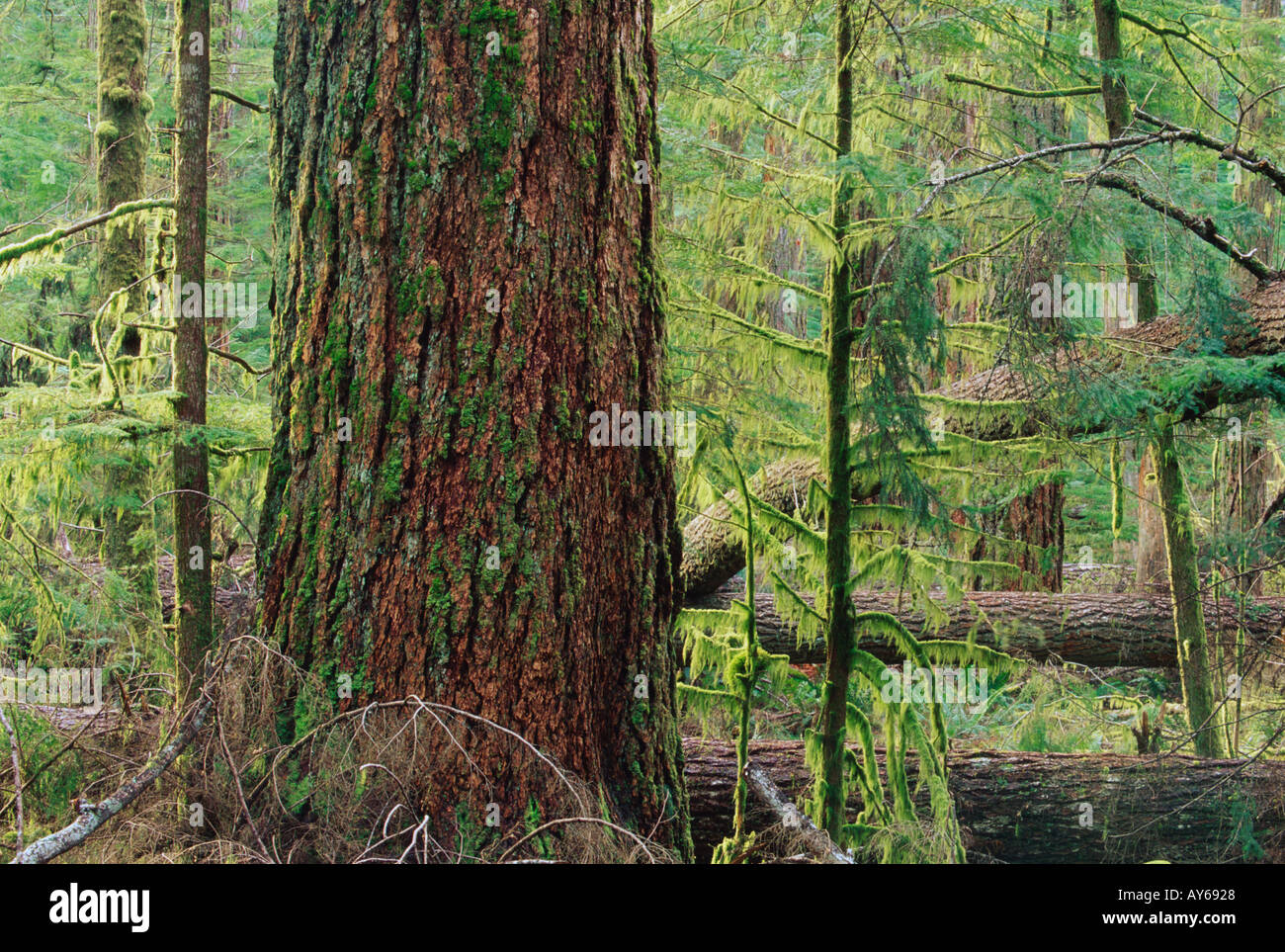 Western hemlock grove hires stock photography and images Alamy