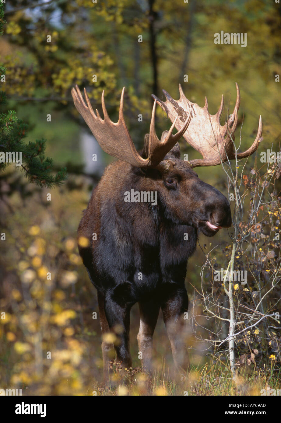Bull Moose in Autumn Rut Stock Photo Alamy