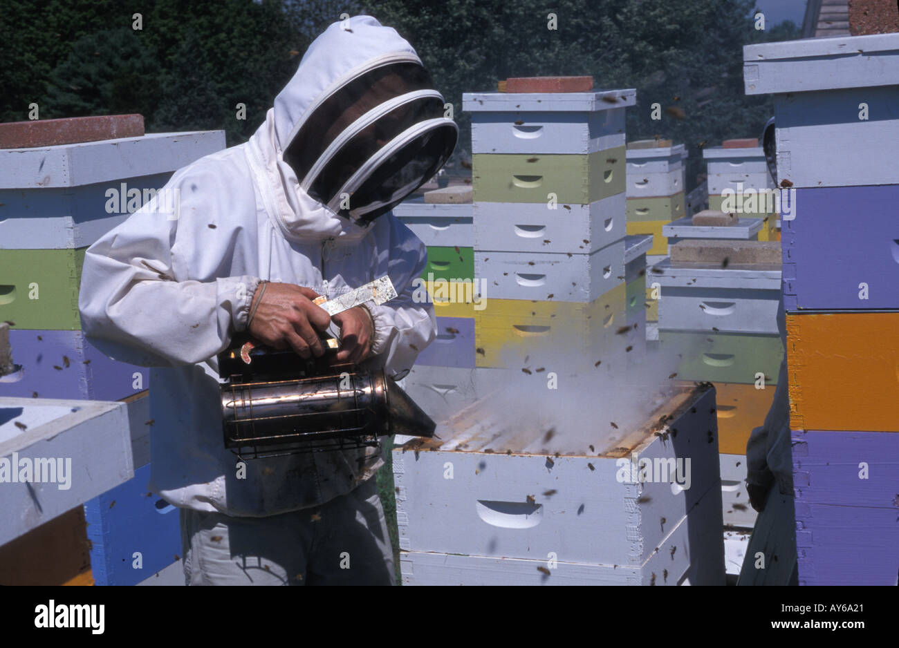 Using a smoker in beekeeping calms bees and reduces stinging USA Stock Photo