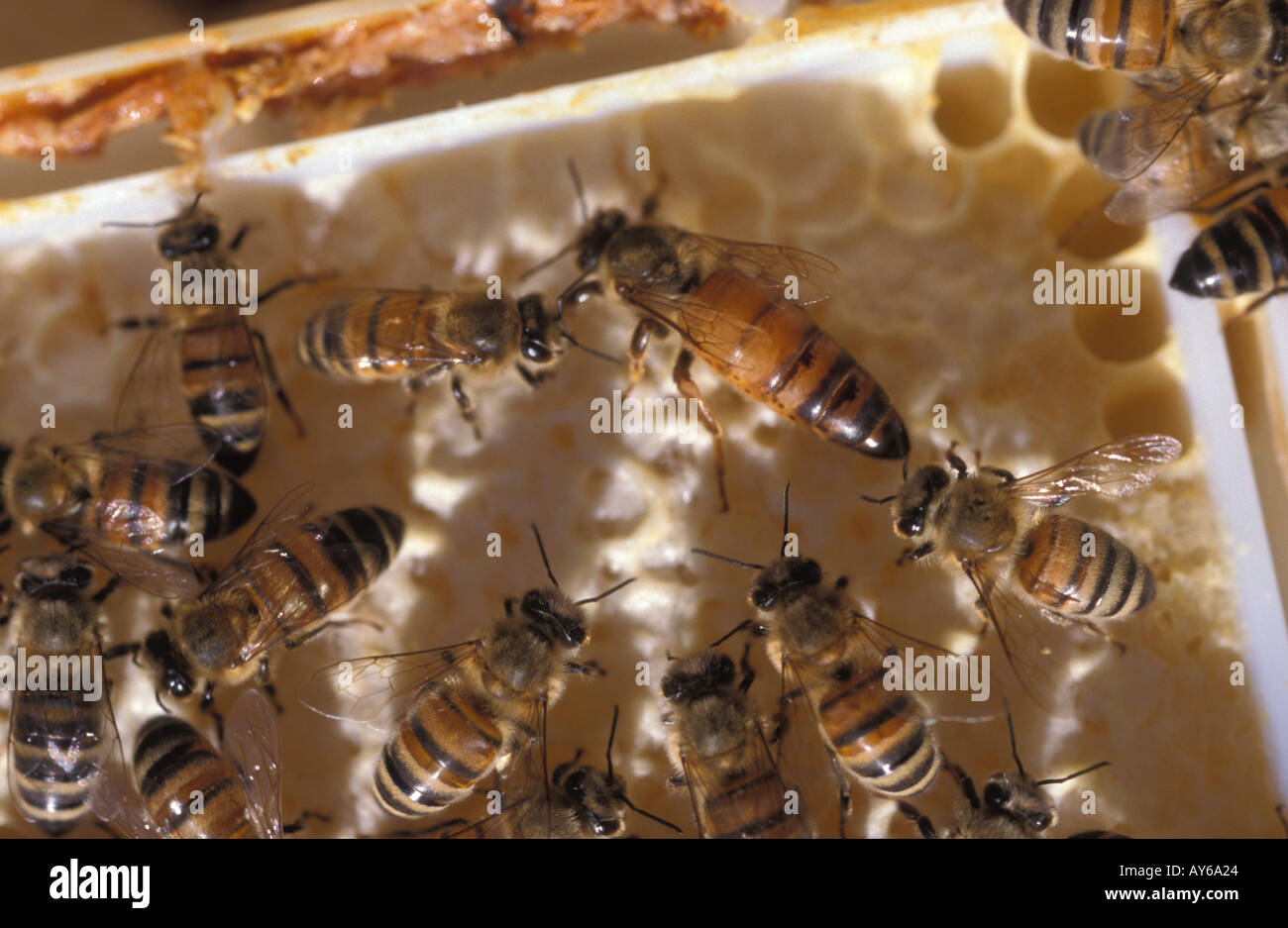 The queen bee in the brood nest is larger than the drones and workers Stock Photo