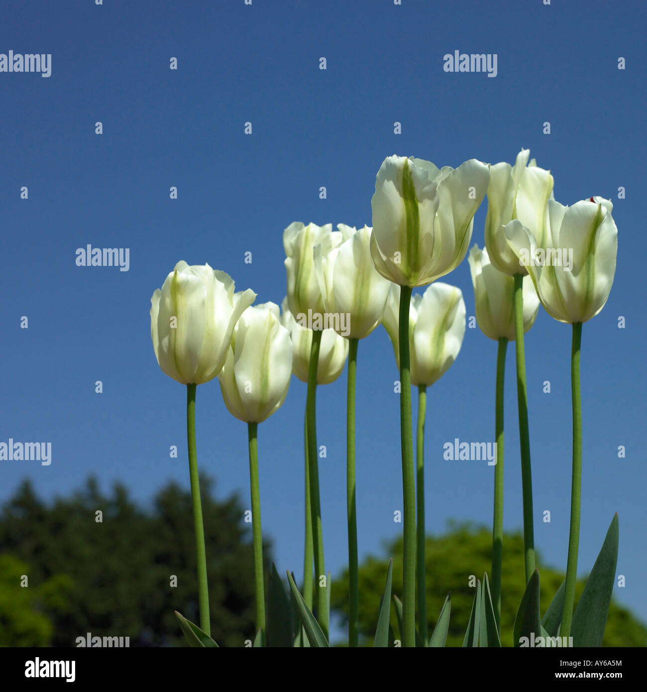 white tulips and blue sky Stock Photo - Alamy