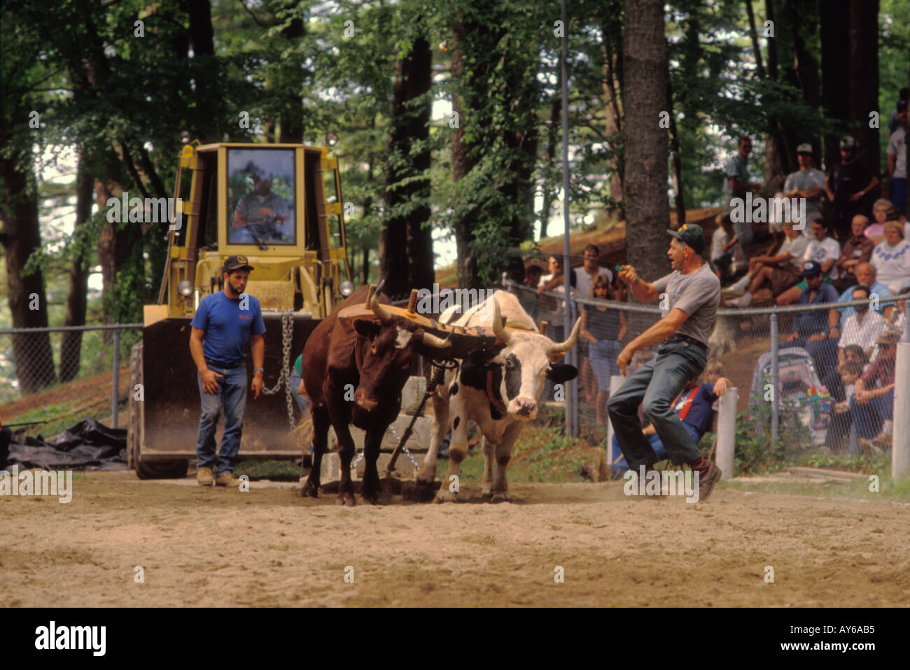 Ox pull at the country agricultural fair Stratham New Hampshire United States Stock Photo