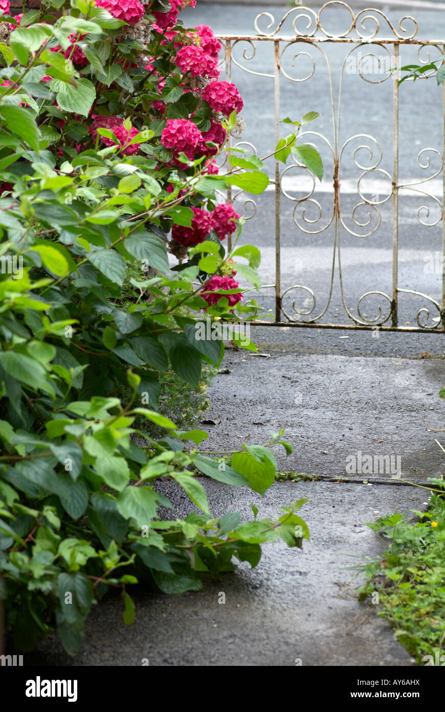 Overgrown bush on front path leading from gate to house Stock Photo