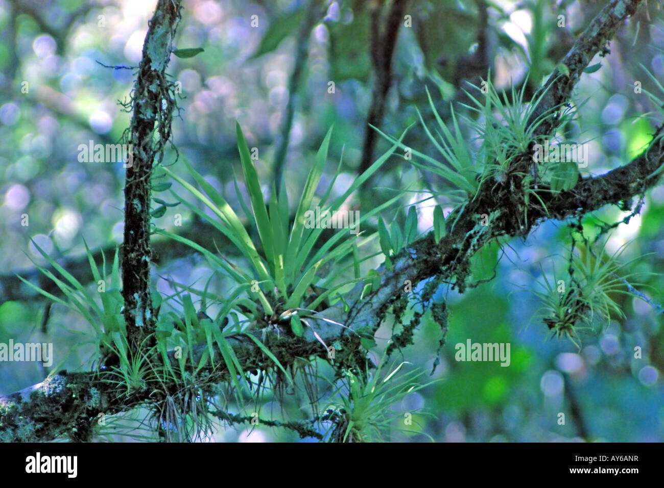 epiphytes Bromeliads Costa Rican rain forest Stock Photo