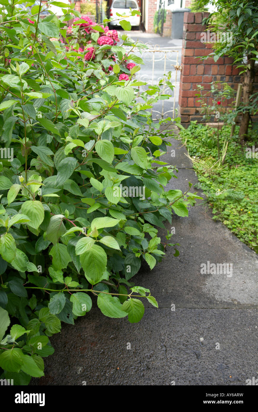 Overgrown bush on front path leading from gate to house Stock Photo