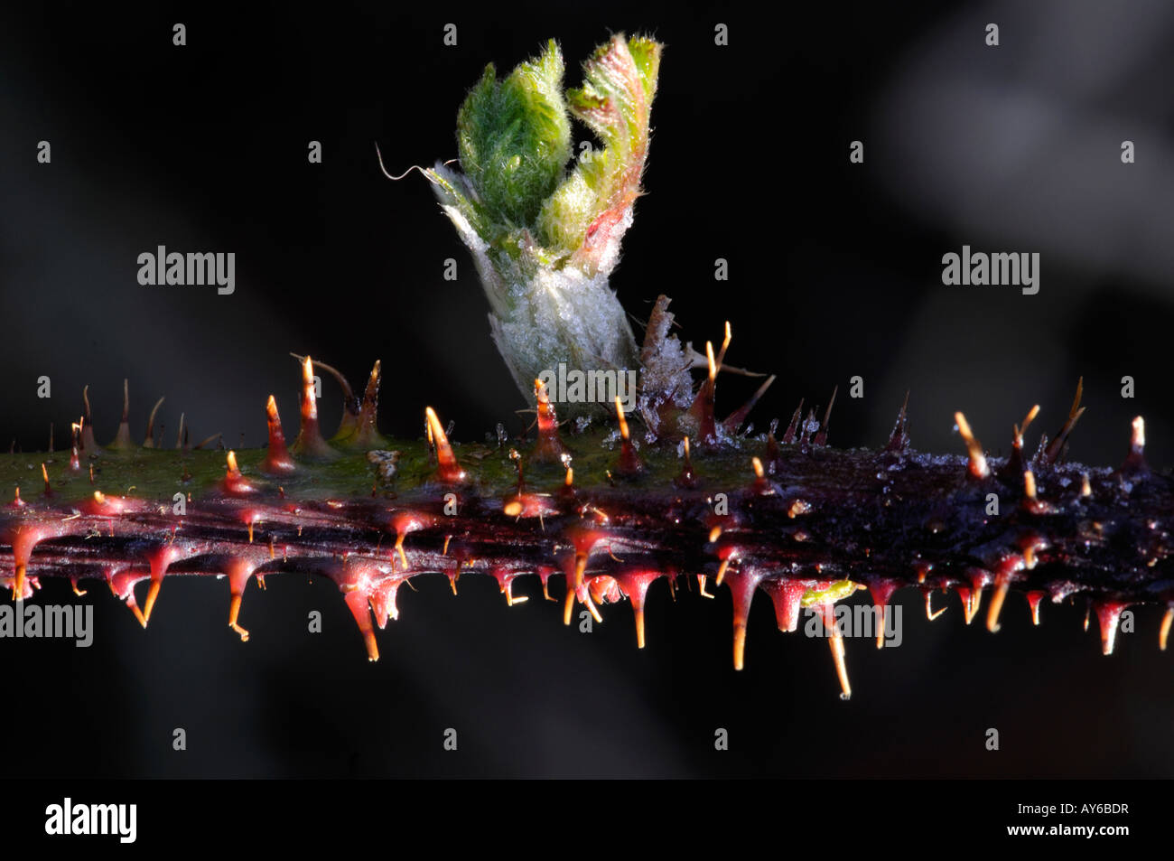 Blackberry leaf Stock Photo