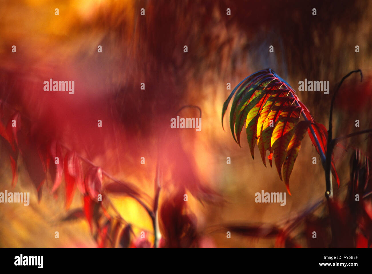 Sumac in October New Hampshire USA Stock Photo