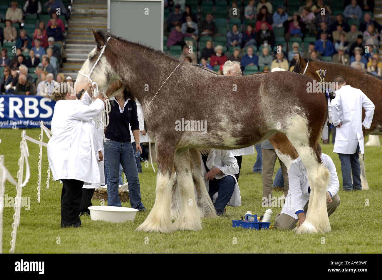 royal highland show clydesdale horse Stock Photo Alamy