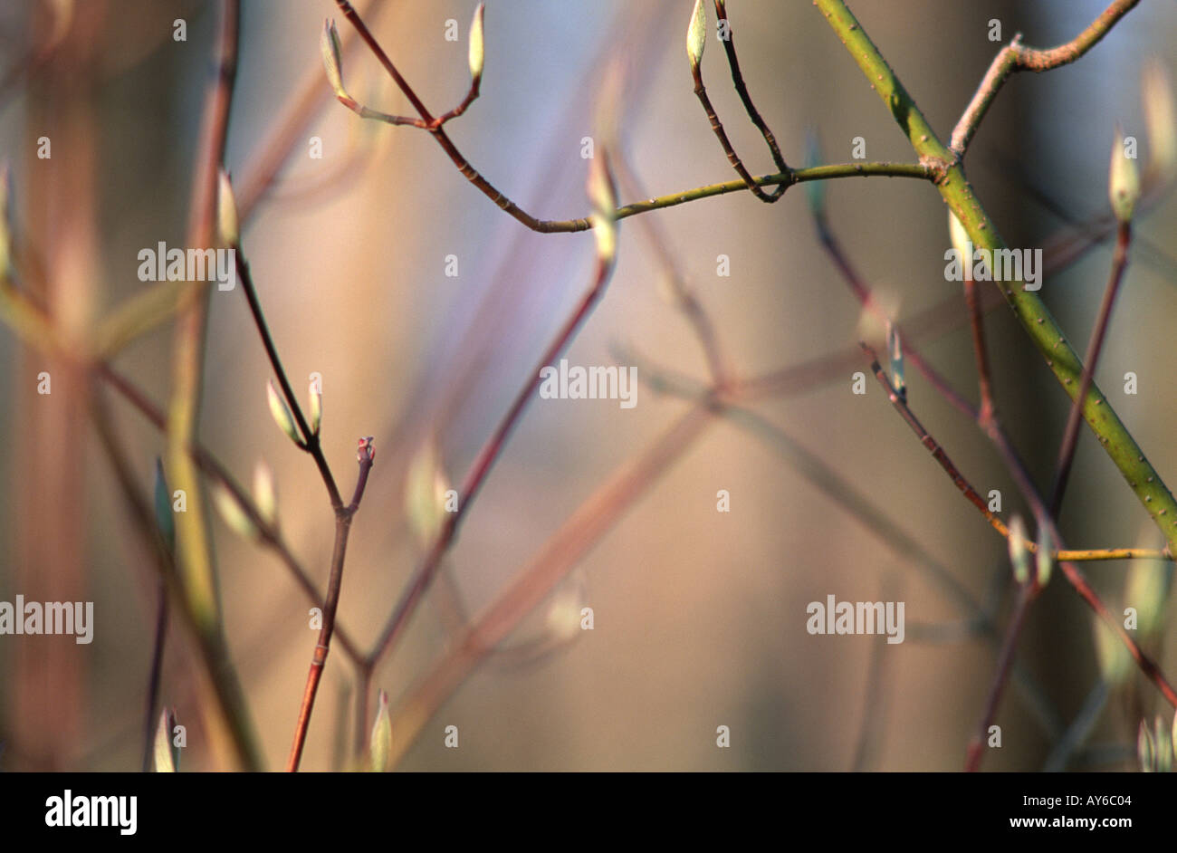 Spring buds May in New Hampshire USA Stock Photo Alamy
