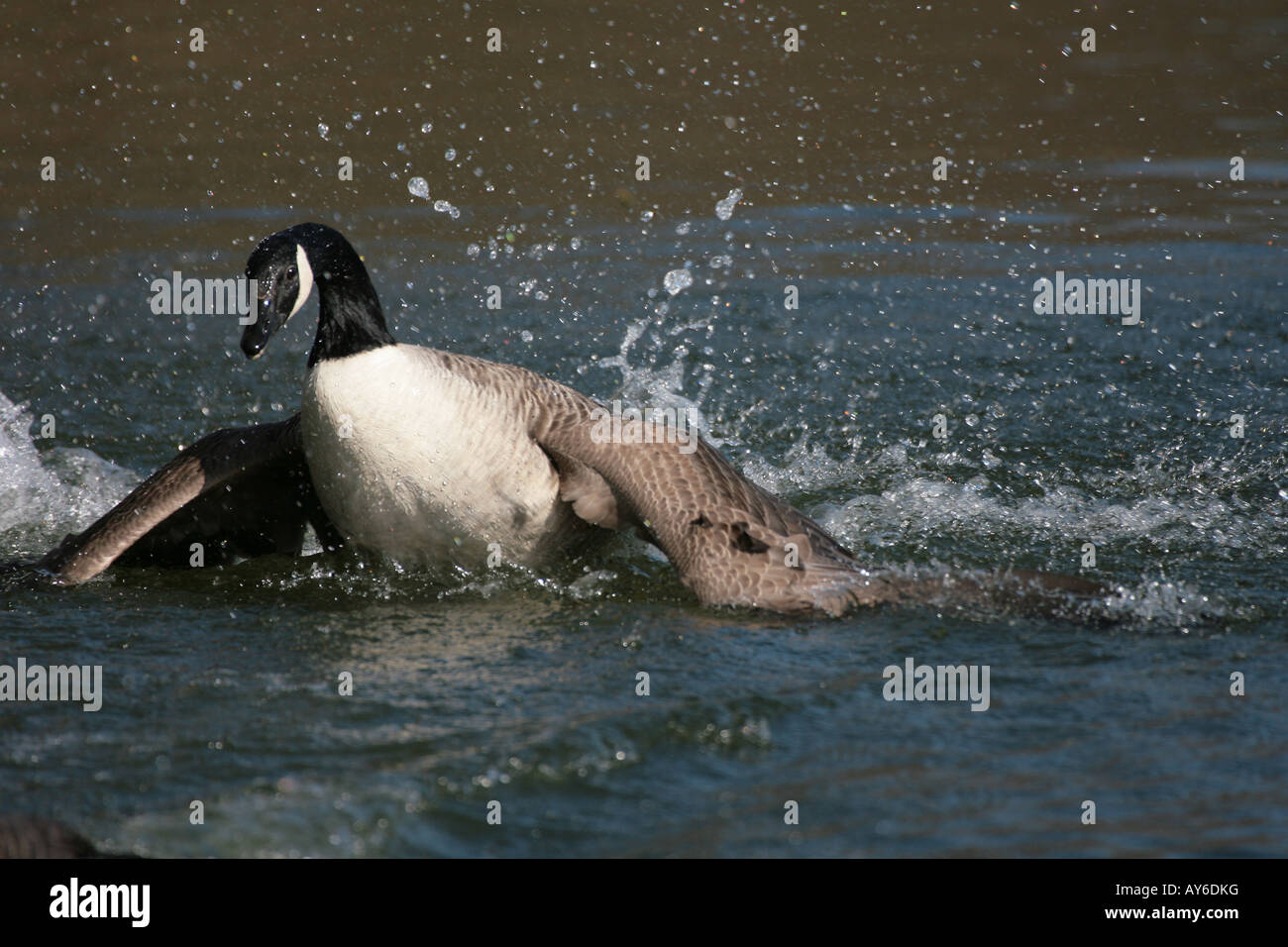 Aggressive goose hi-res stock photography and images - Alamy