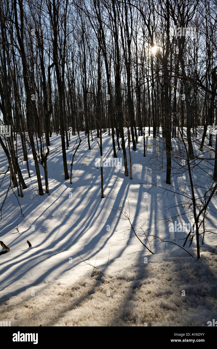 Sun shining through the trees near Orangeville, Ontario, Canada Stock