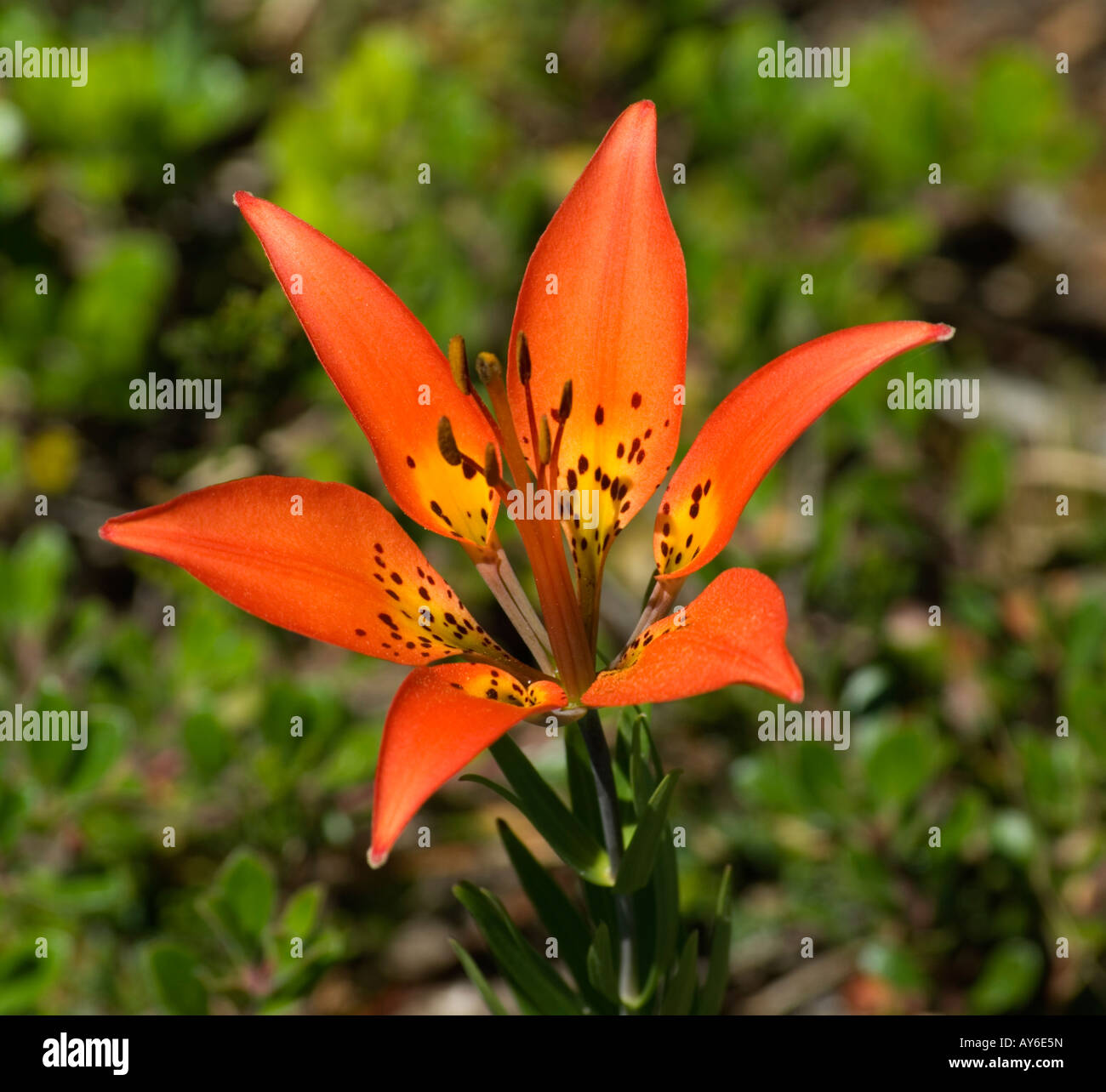 Prairie Lily Wood Lily Stock Photo