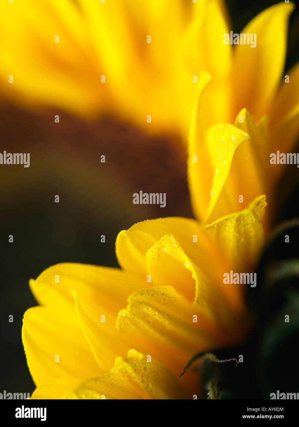 Close up photograph of a sunflower Stock Photo - Alamy