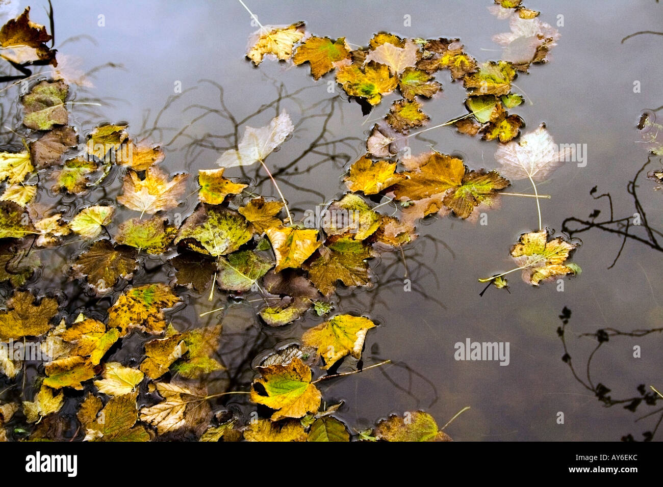 Fall leaves floating water surface hi-res stock photography and images ...