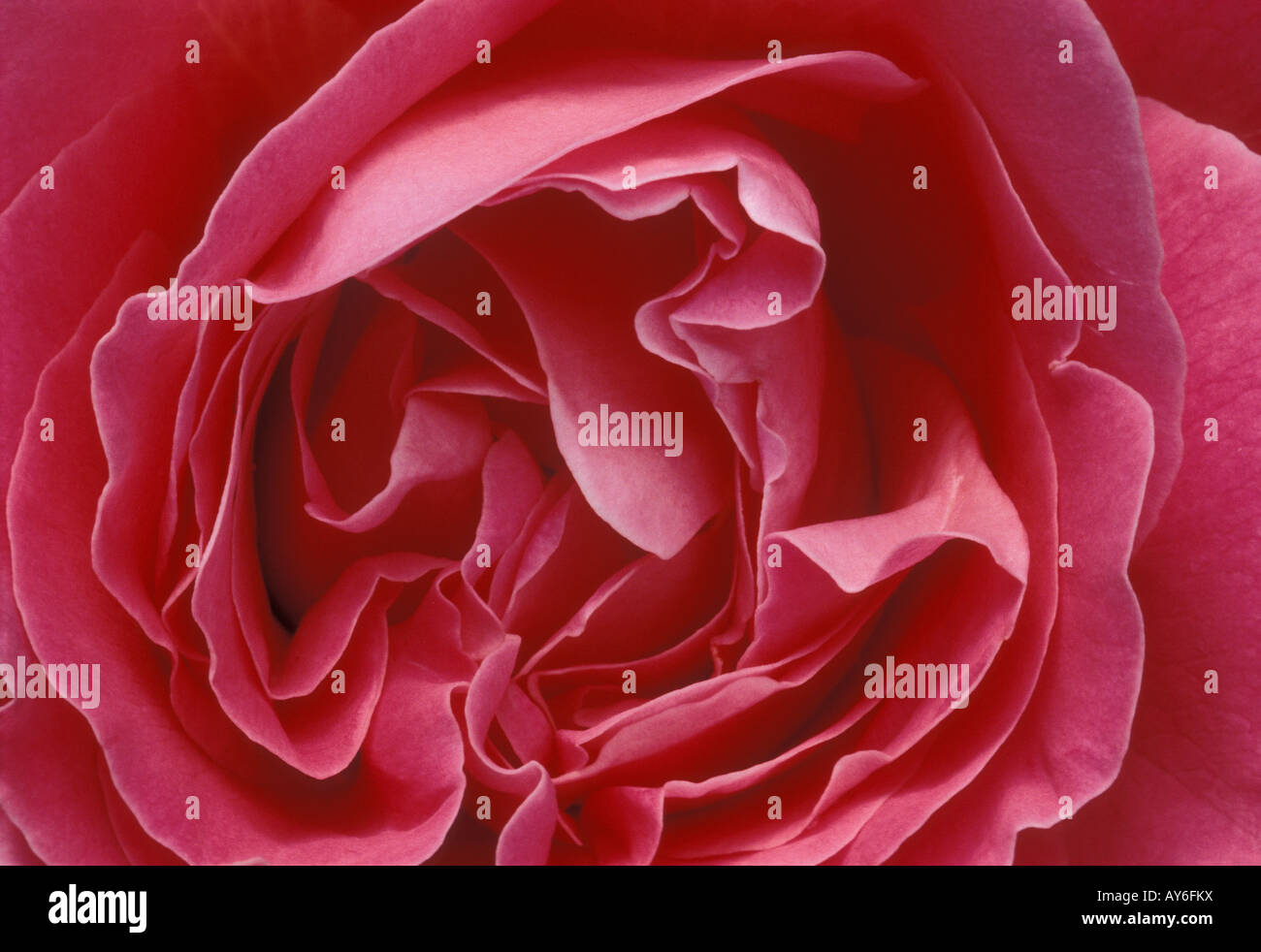 pink rose blossom close up Stock Photo - Alamy