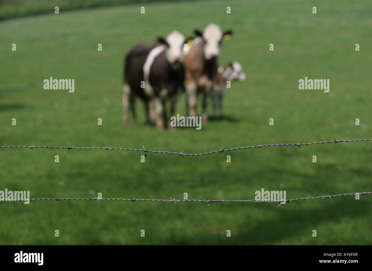 Pair of cows standing together with calf in green grassy field Stock ...