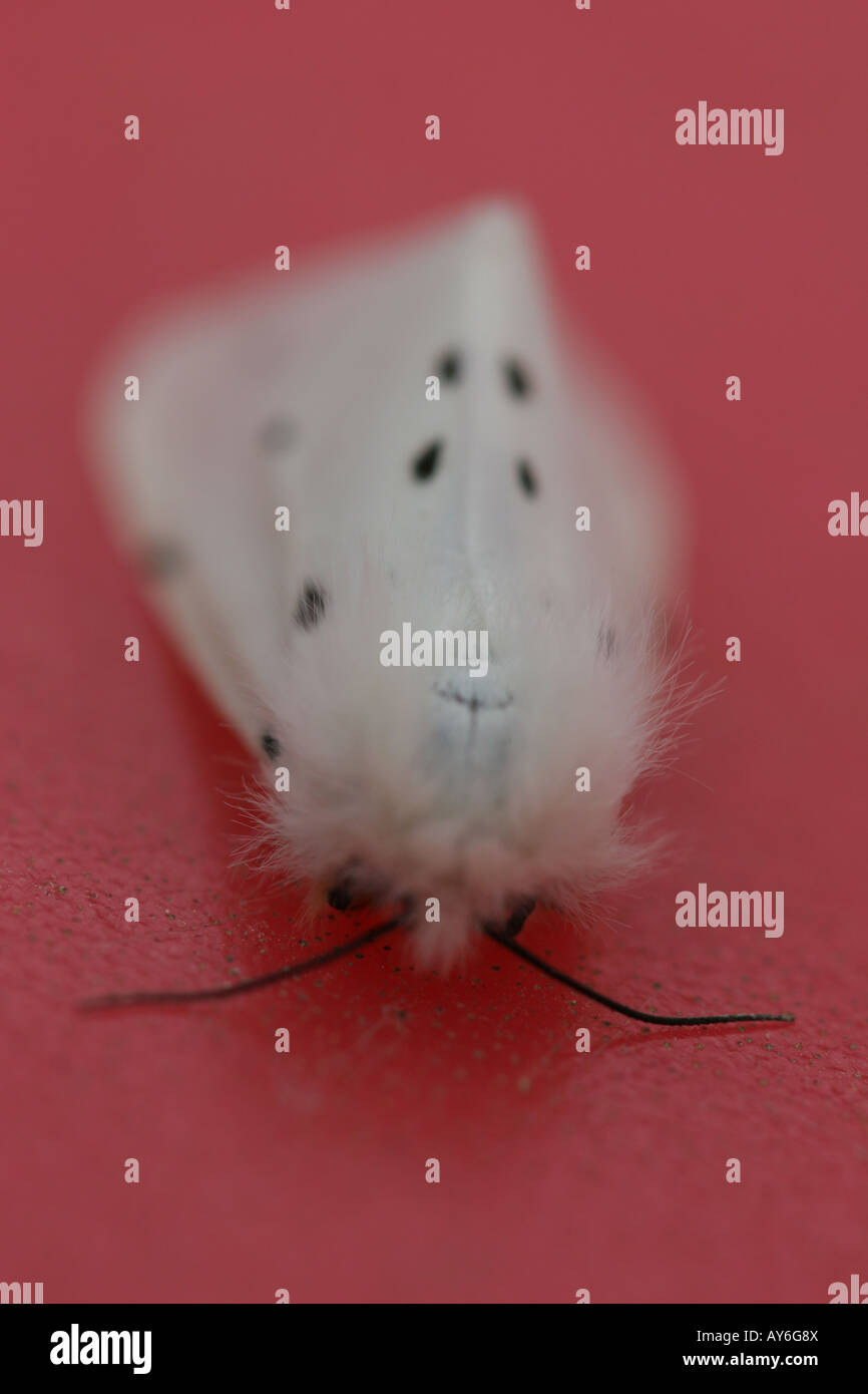 White moth with black spots resting on red background (front view) Stock Photo