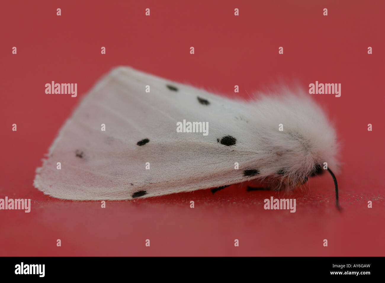 White moth with black spots resting on red background (side view) Stock Photo