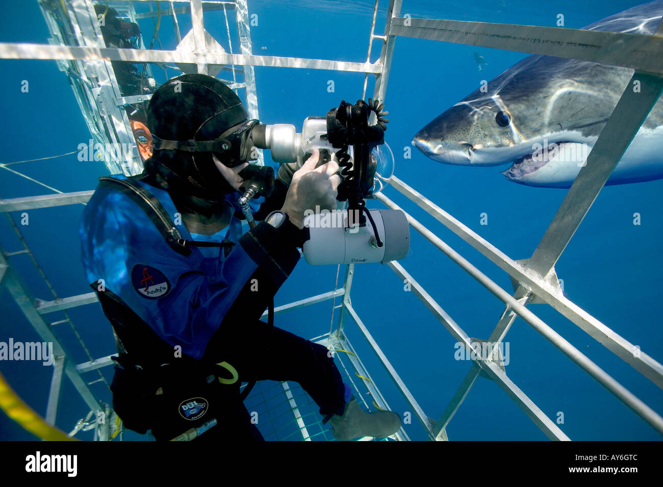 DIGITAL COMPOSITE TWO SHOTS FROM SAME LOCATION SAME DAY UNDERWATER PHOTOGRAPHER IN SHARK CAGE TAKING PICTURE OF GREAT WHITE Stock Photo